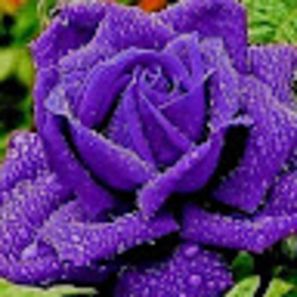 Meet your Posher, Paula - Picture 1 of 1